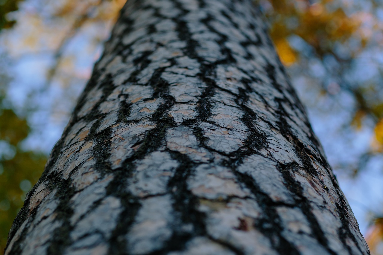 Image - nature abstract autumn bark big