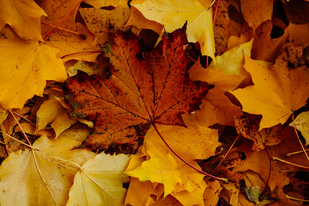 Image - nature abstract autumn brown