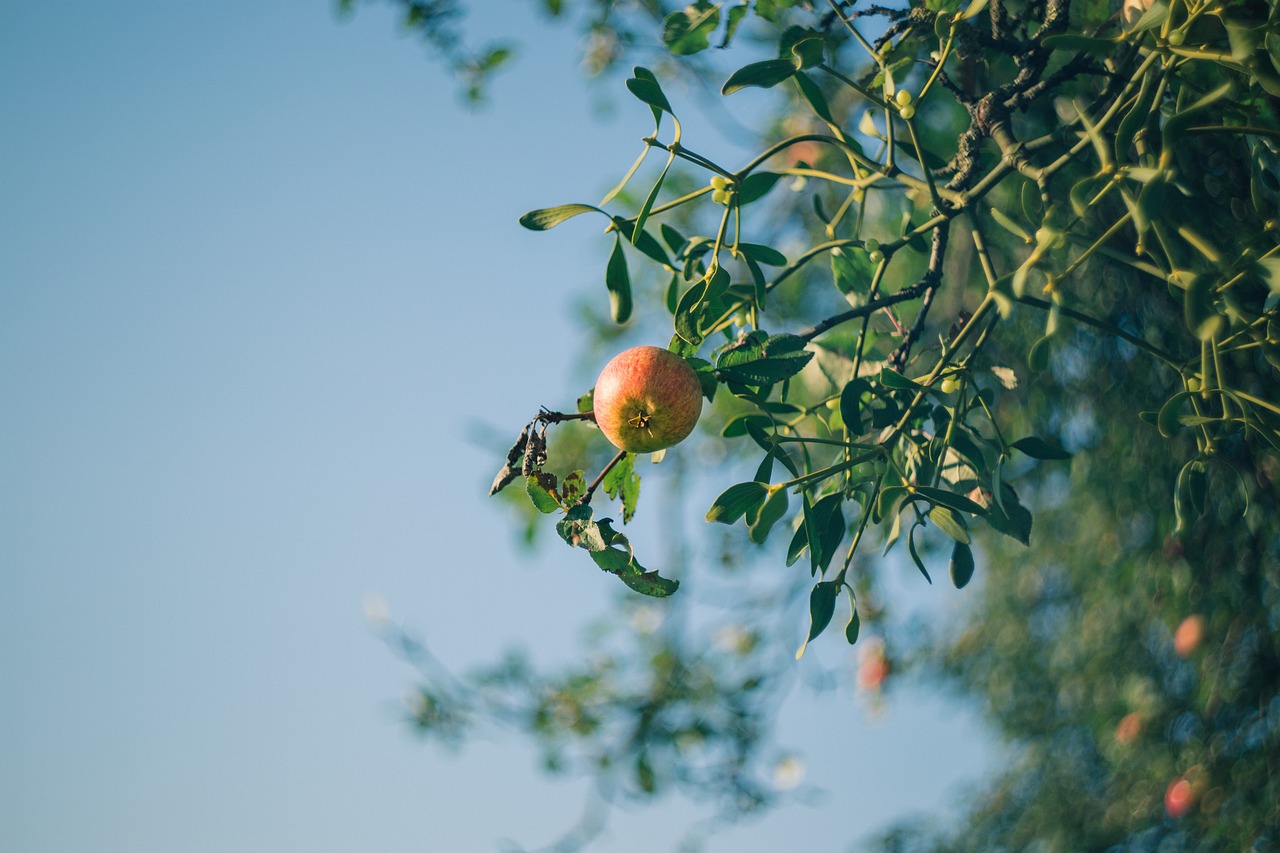 Image - nature agriculture apple background