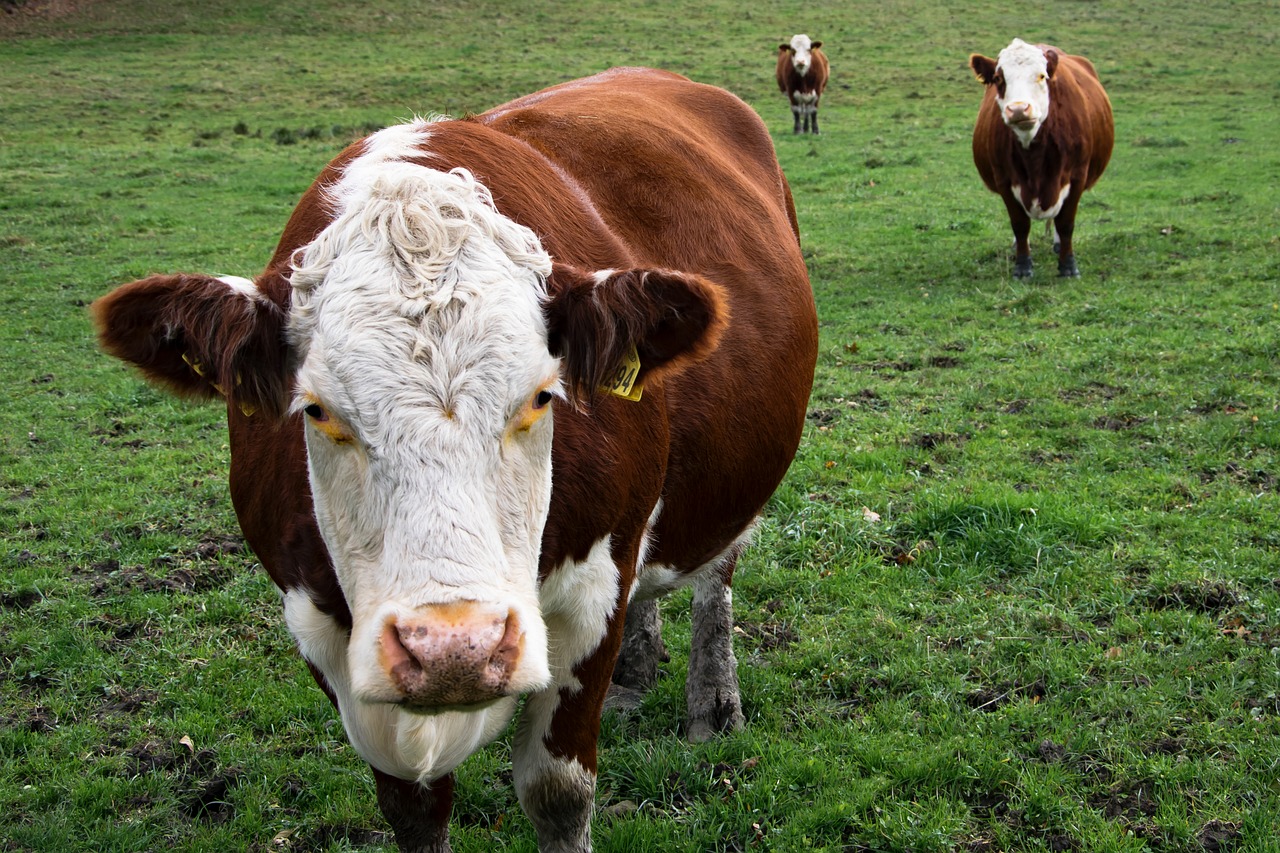 Image - cows three biased curious