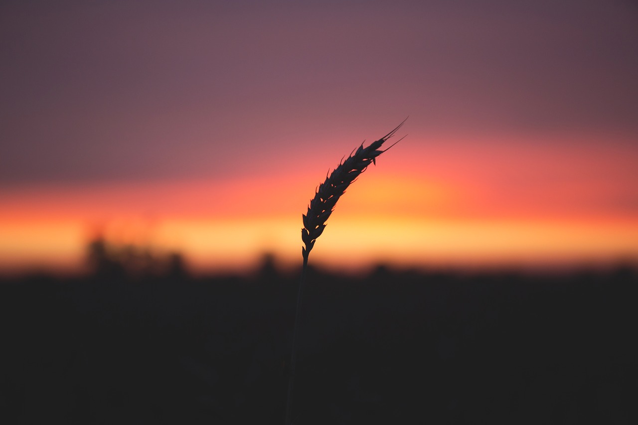 Image - nature agriculture barley blade