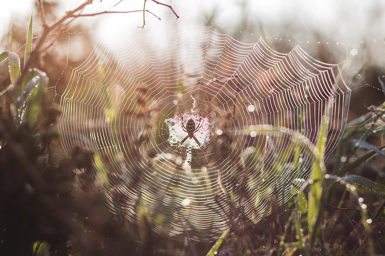 Image - nature animal arachnid background