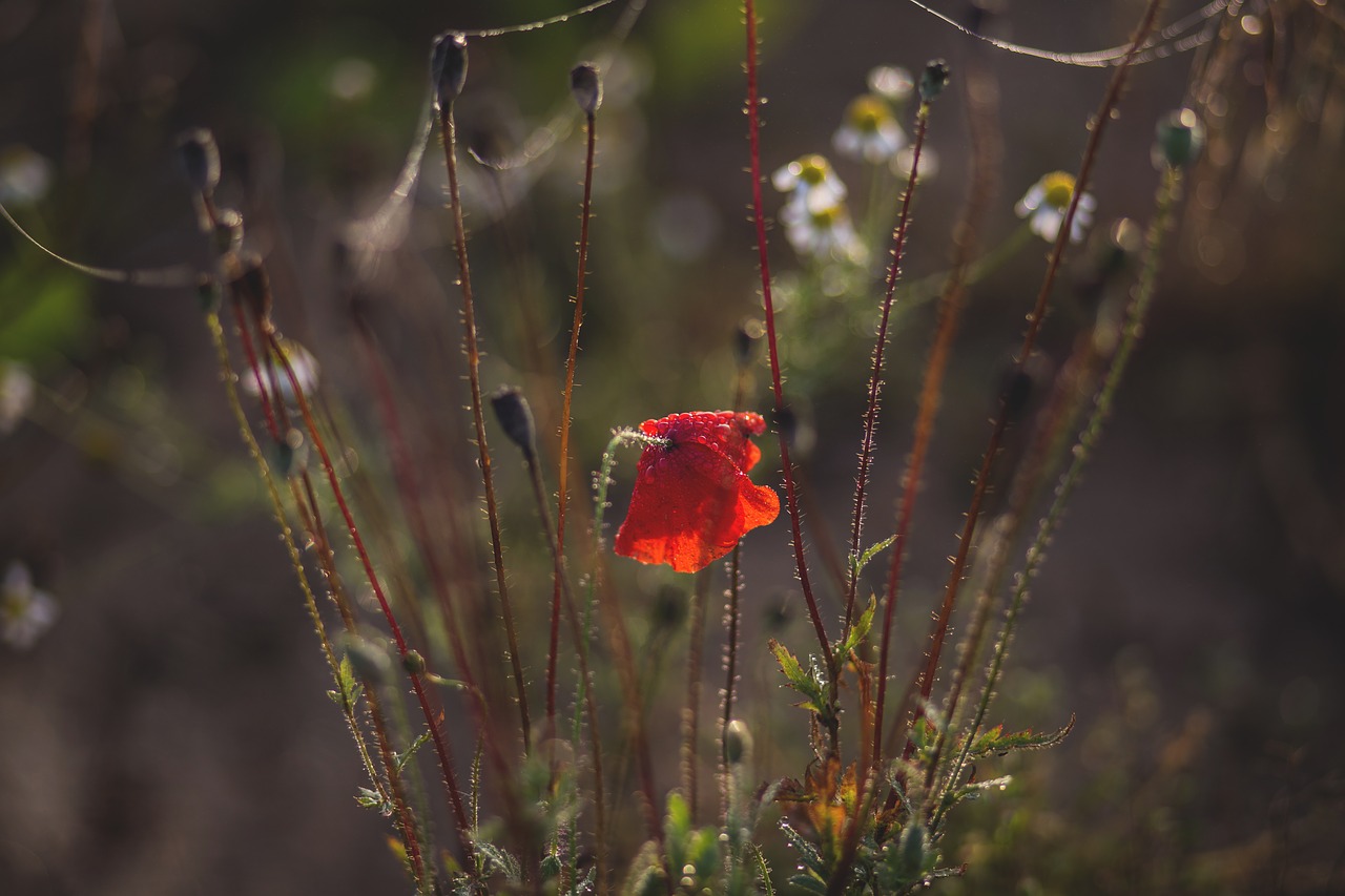 Image - nature autumn background bloom