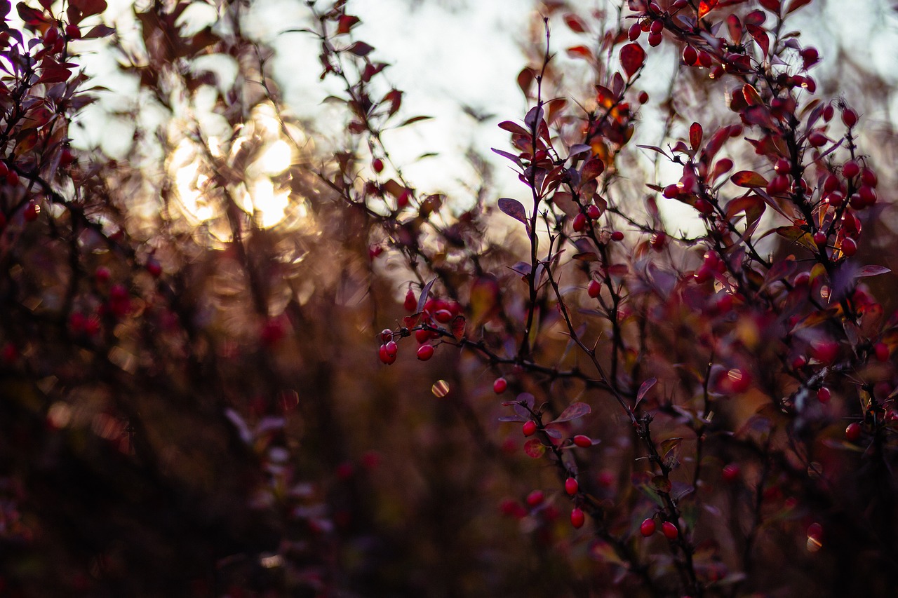 Image - nature autumn barberry berberis