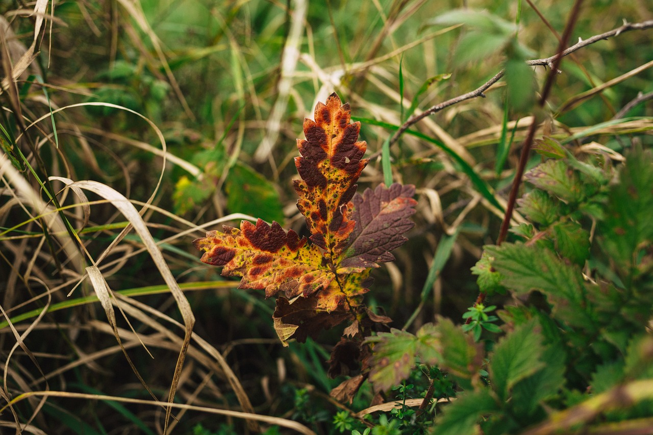 Image - nature autumn begin begins brown