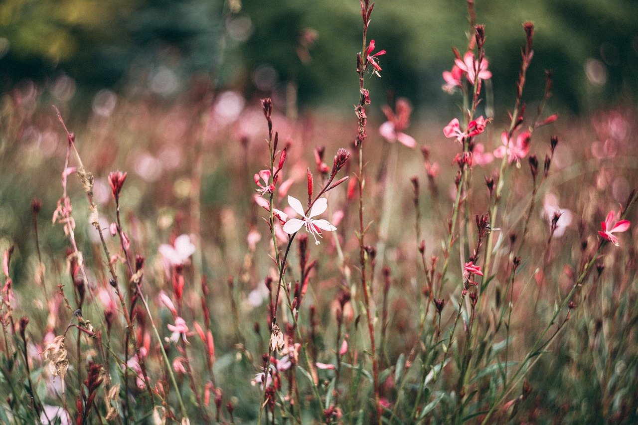 Image - nature autumn blooms bokeh color