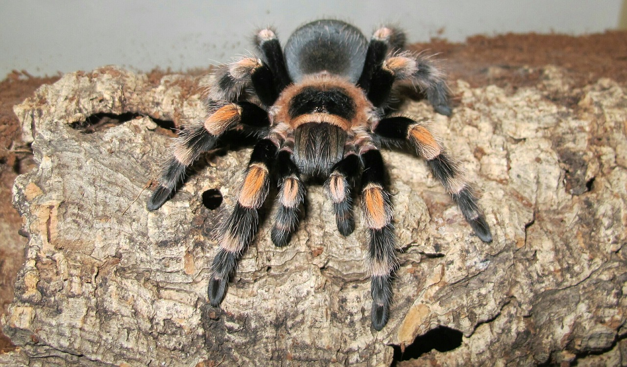 Image - terrarium tarantula