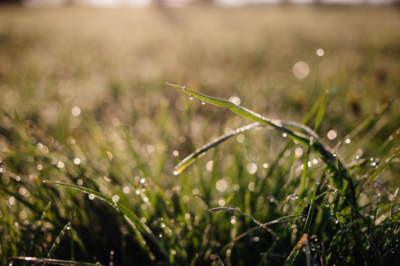 Image - nature background blade bokeh