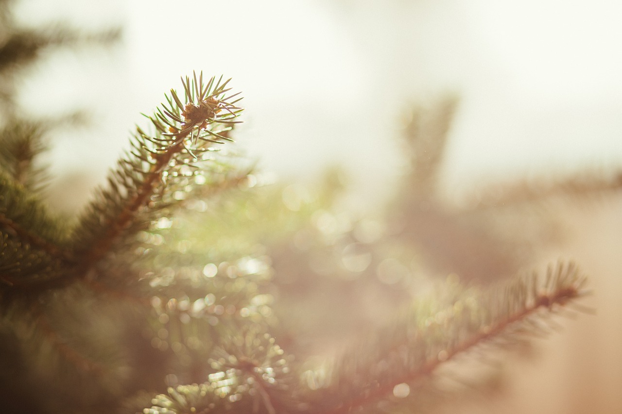 Image - nature background botanical branch