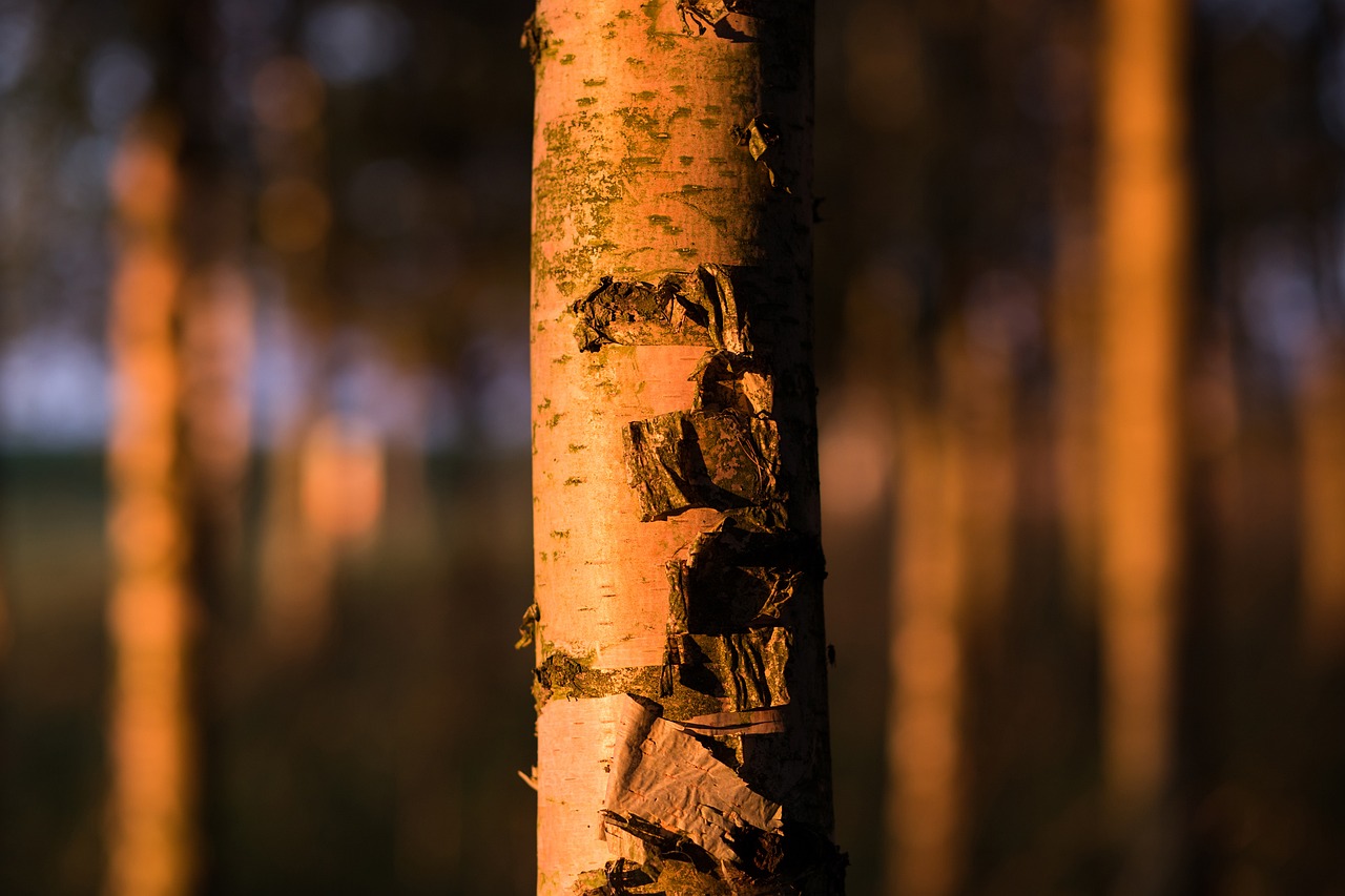 Image - nature birch close up forest