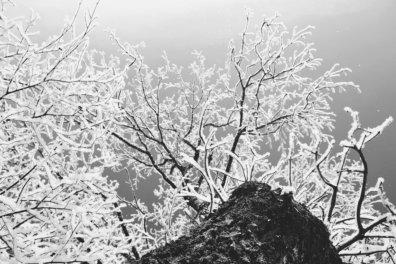 Image - nature black white frost masuria