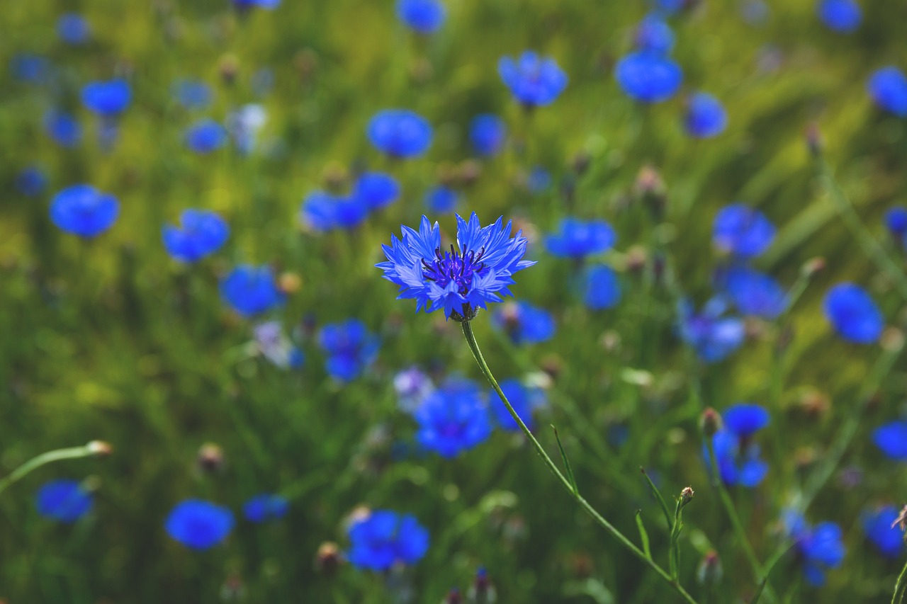 Image - nature blue centaurea cornflower