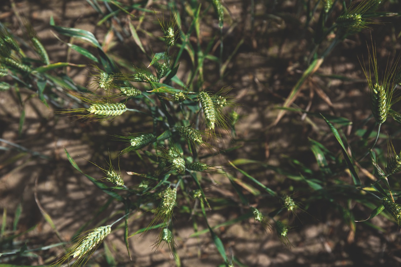 Image - nature breeding countryside crop