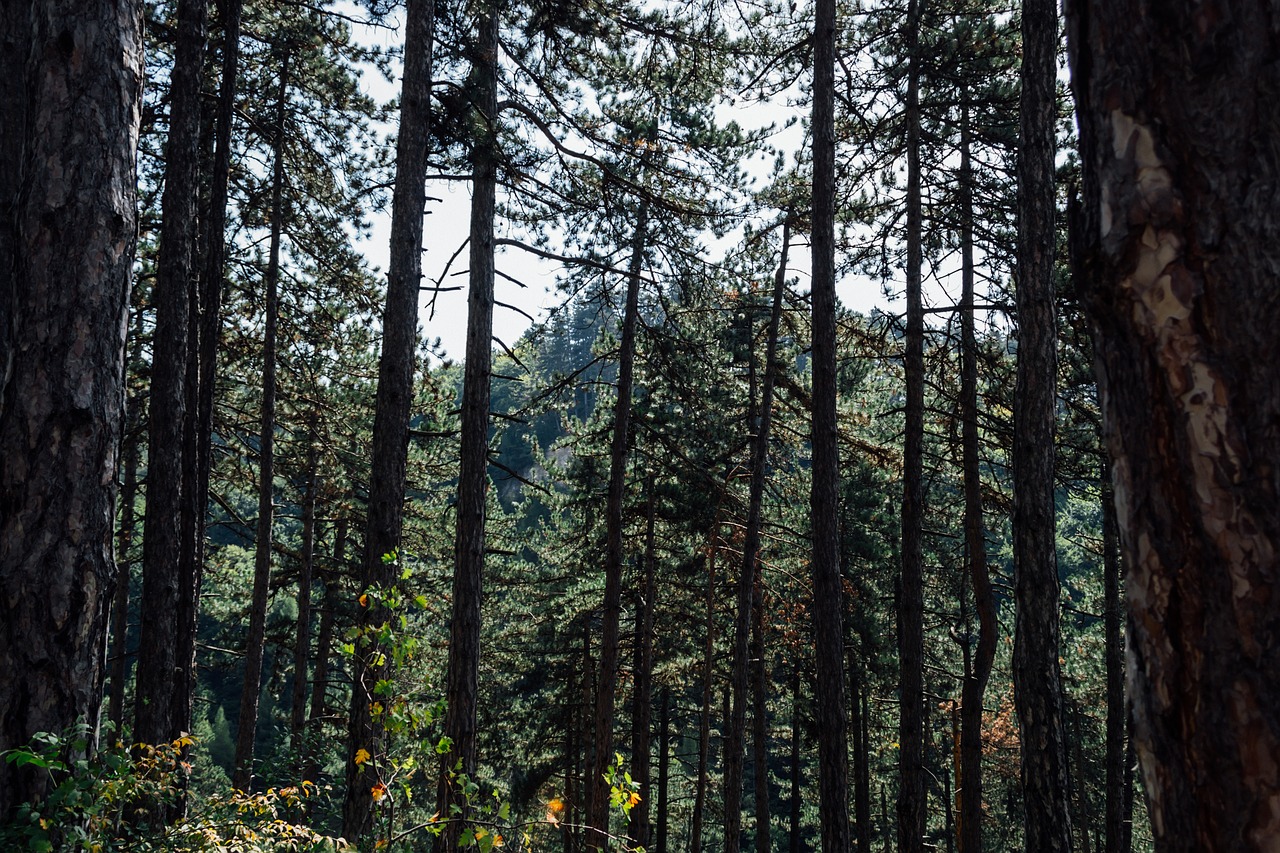 Image - nature conifers crowns day floor