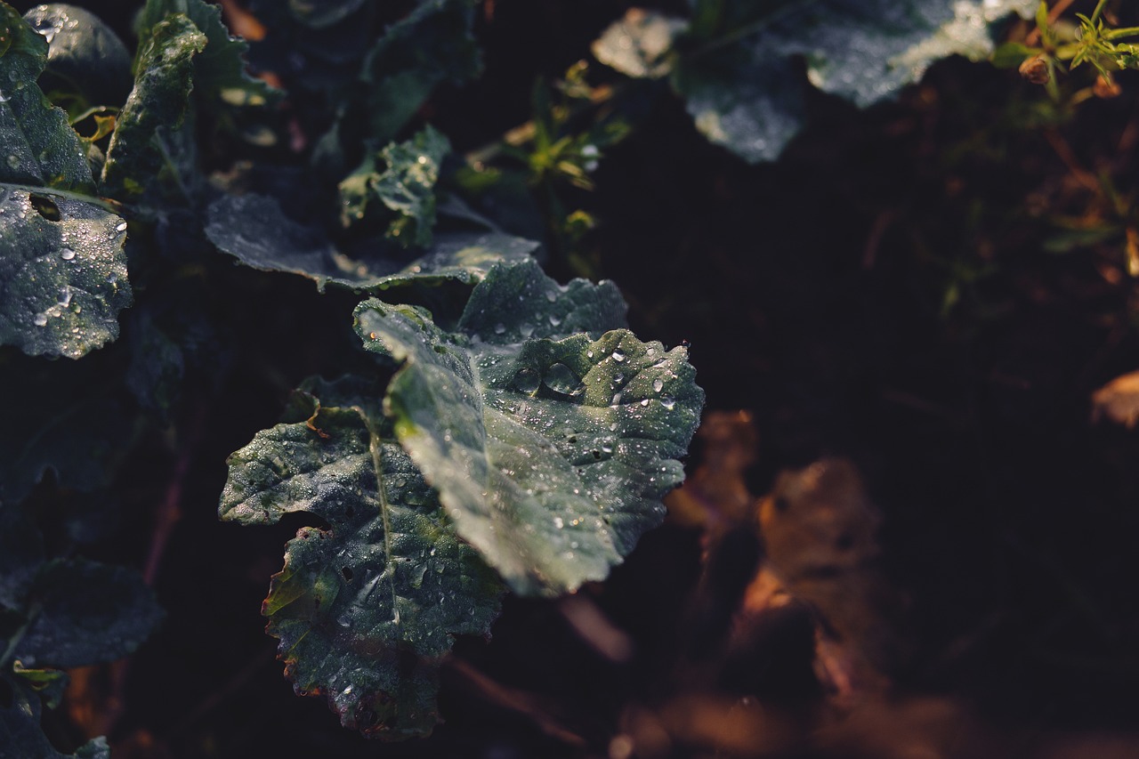 Image - nature dew droplet drops flora