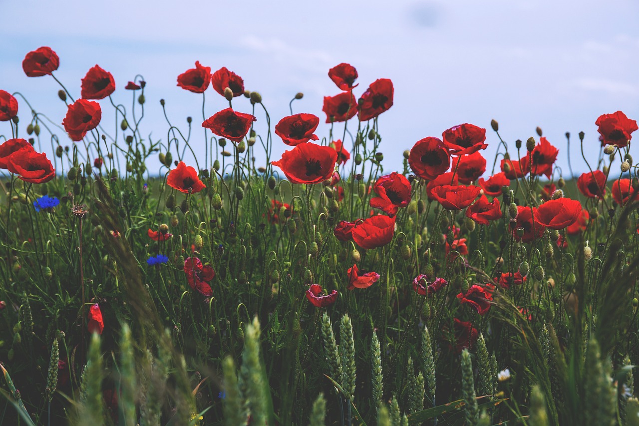 Image - nature field flowers green masuria