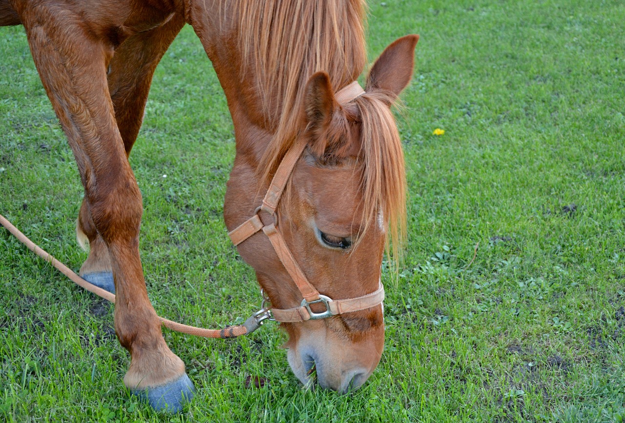 Image - horse horse eating grass horse grass