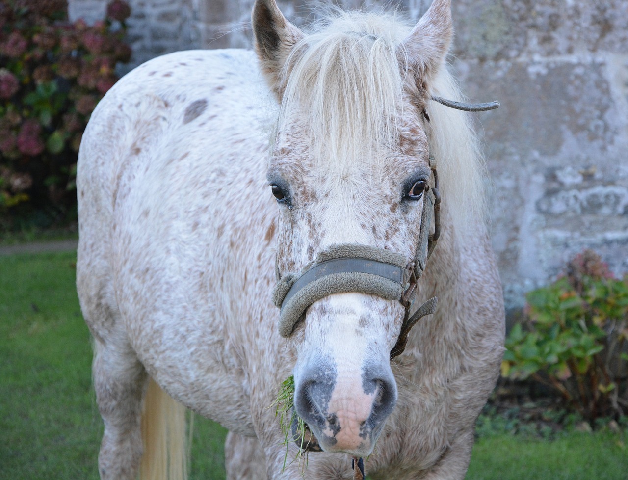 Image - horse head face horseback riding