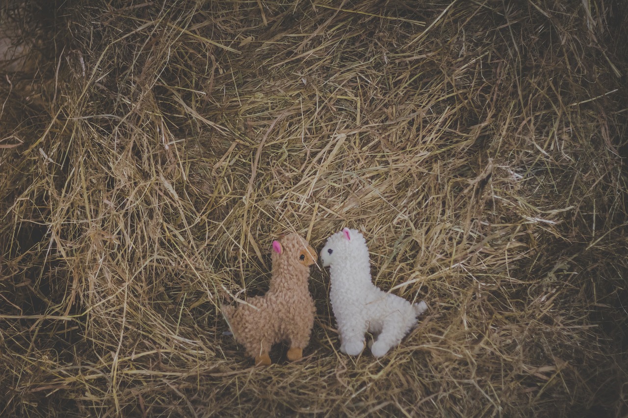 Image - adorable alpaca alpacas animal