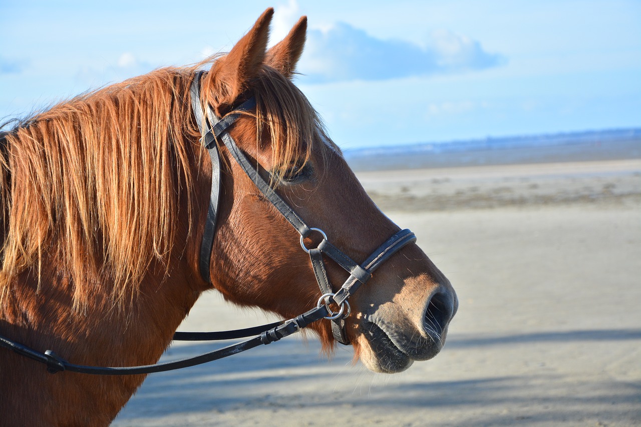 Image - horse profile head horse brown