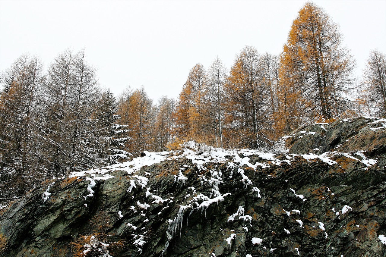 Image - forest larch rocks winter