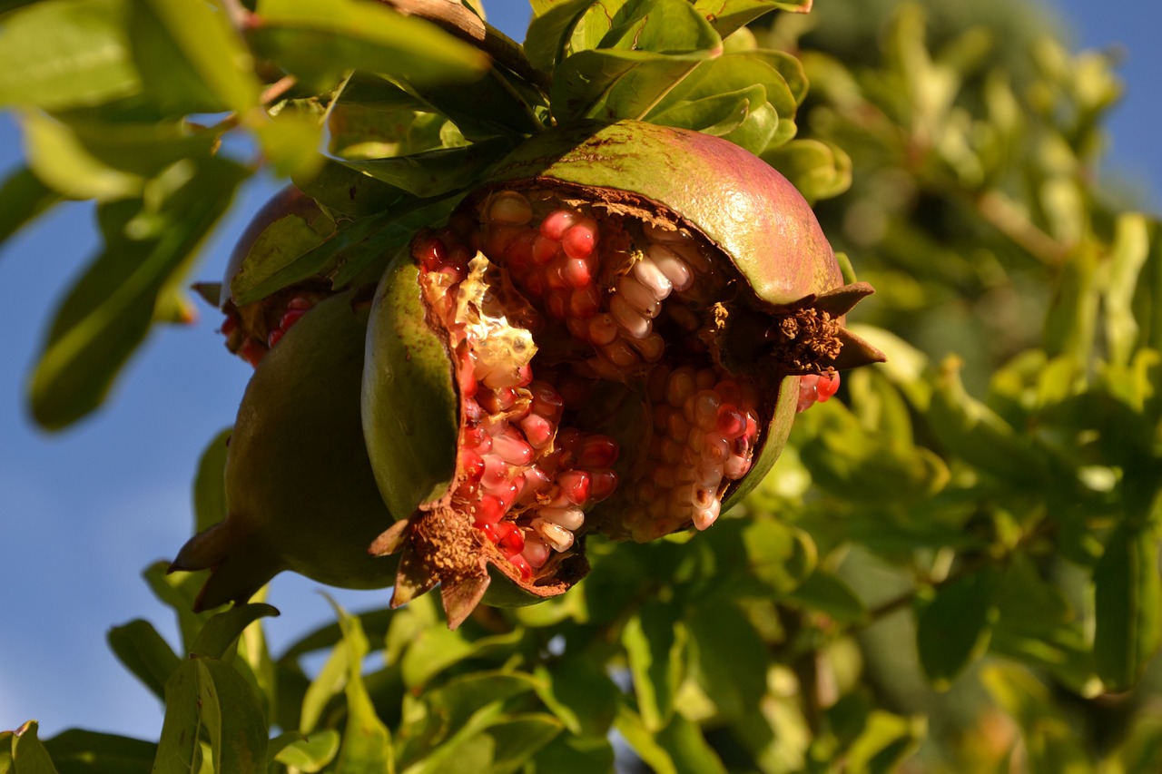 Image - pomegranate fruit southern fruits