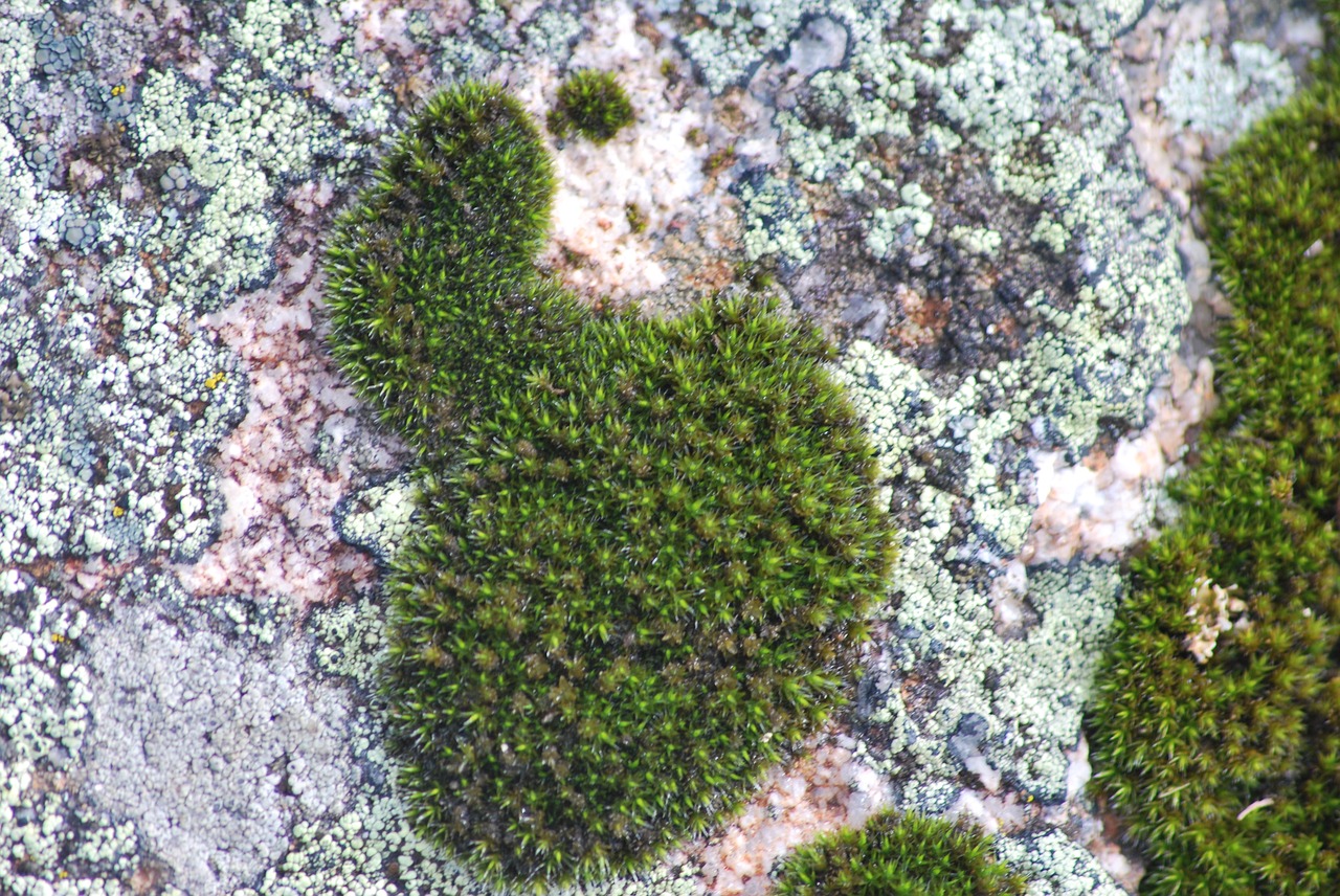 Image - moss damp green plant e g nature