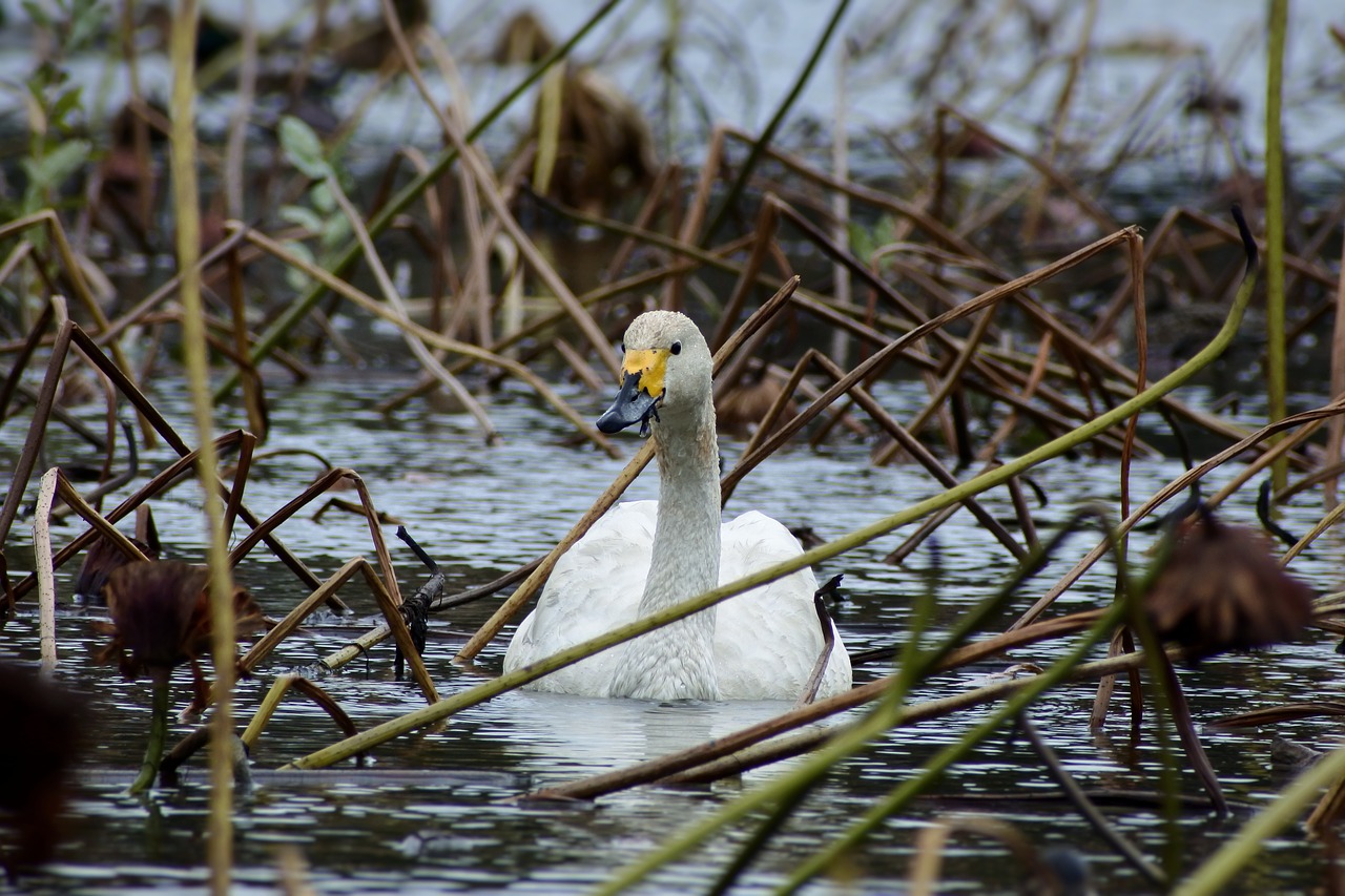 Image - animal pond lake waterside