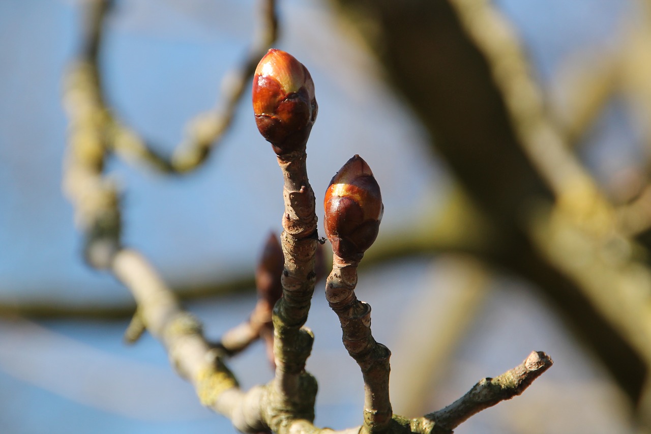 Image - bud spring chestnut bloom tree