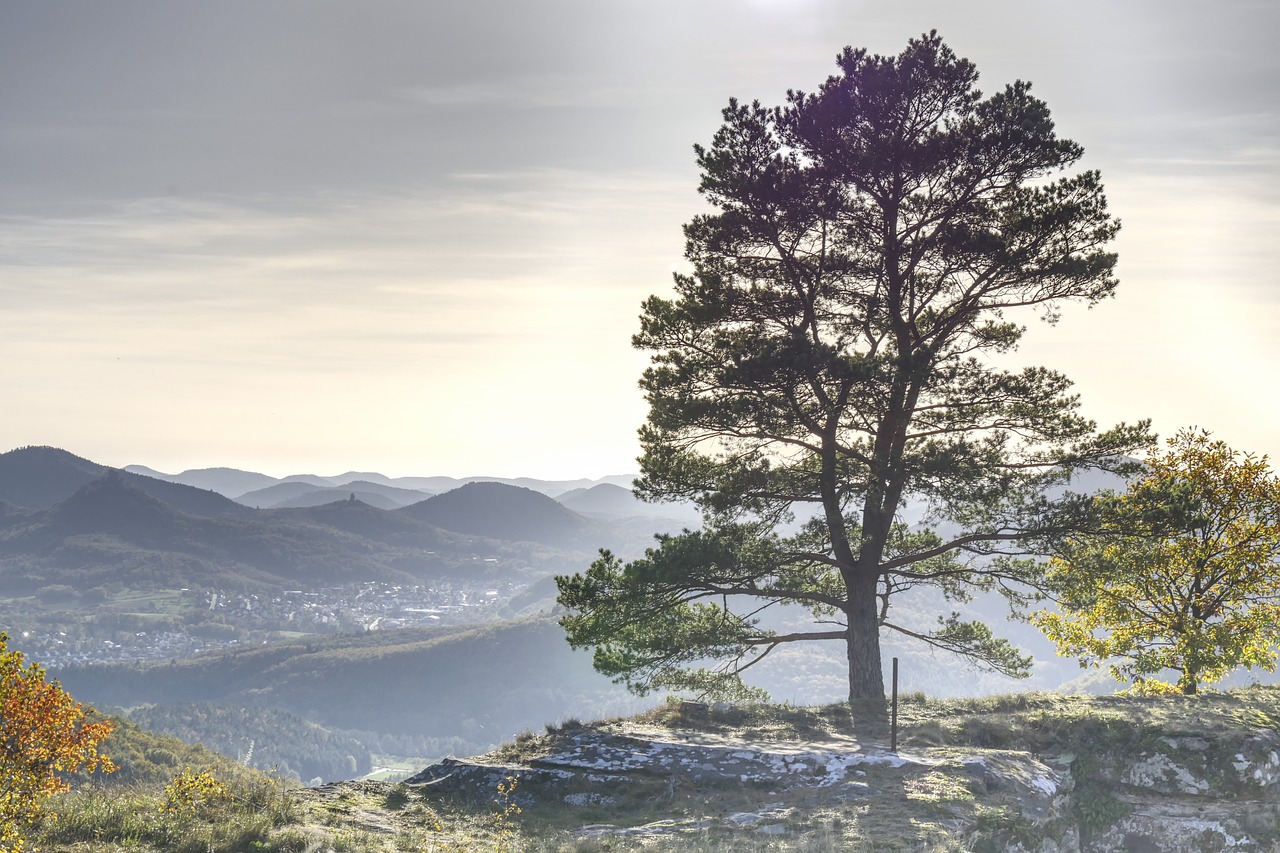 Image - tree vision sky hdr landscape