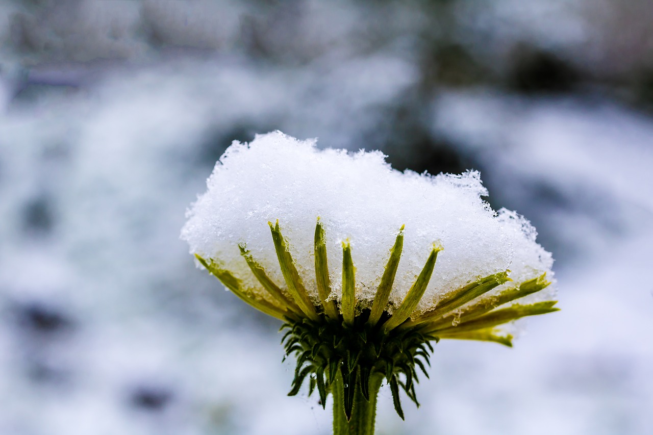 Image - sun hat echinacea pallida