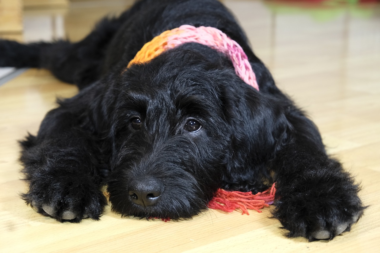 Image - dog puppy labradoodle schnauzer