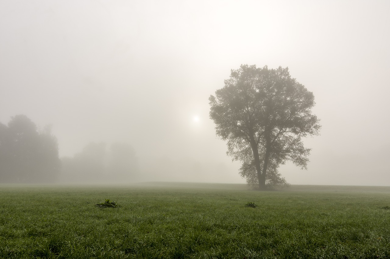 Image - fog tree landscape forest nature