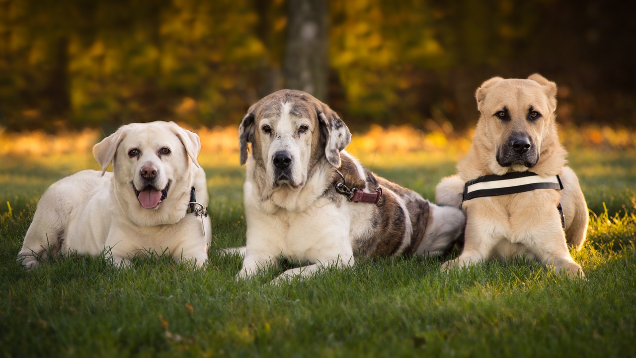 Image - dogs labrador nature pet portrait