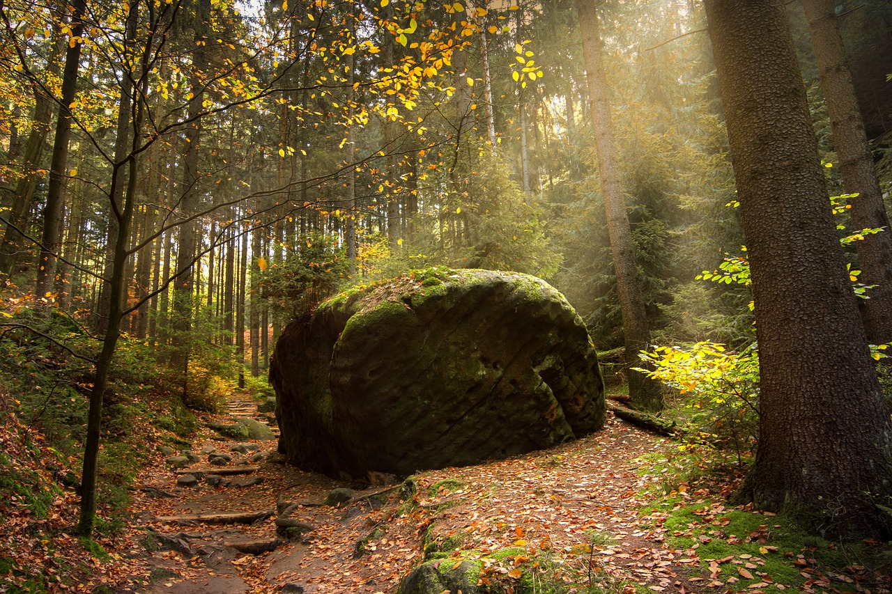 Image - forest light beam sun sunbeam