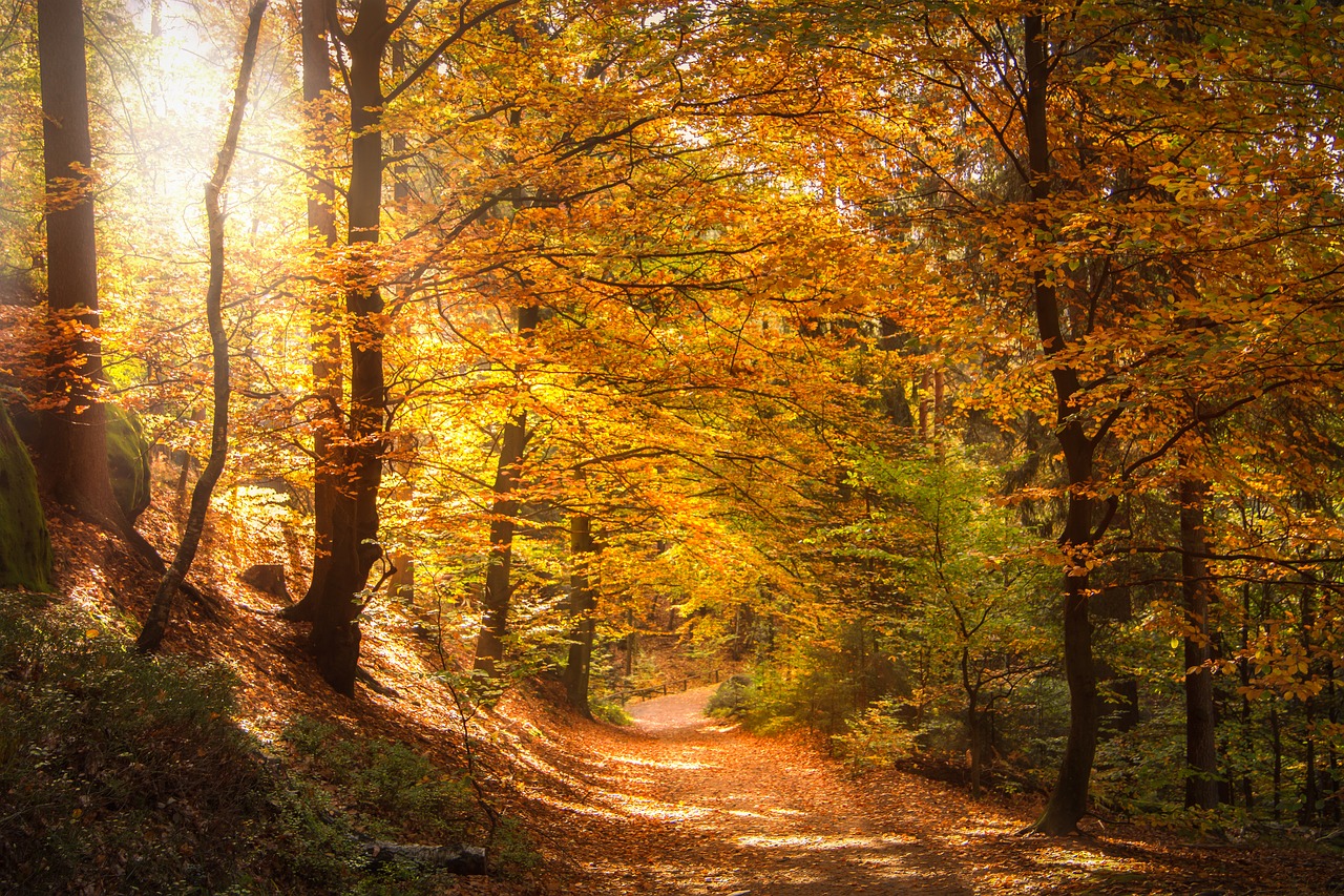 Image - forest light beam sun sunbeam