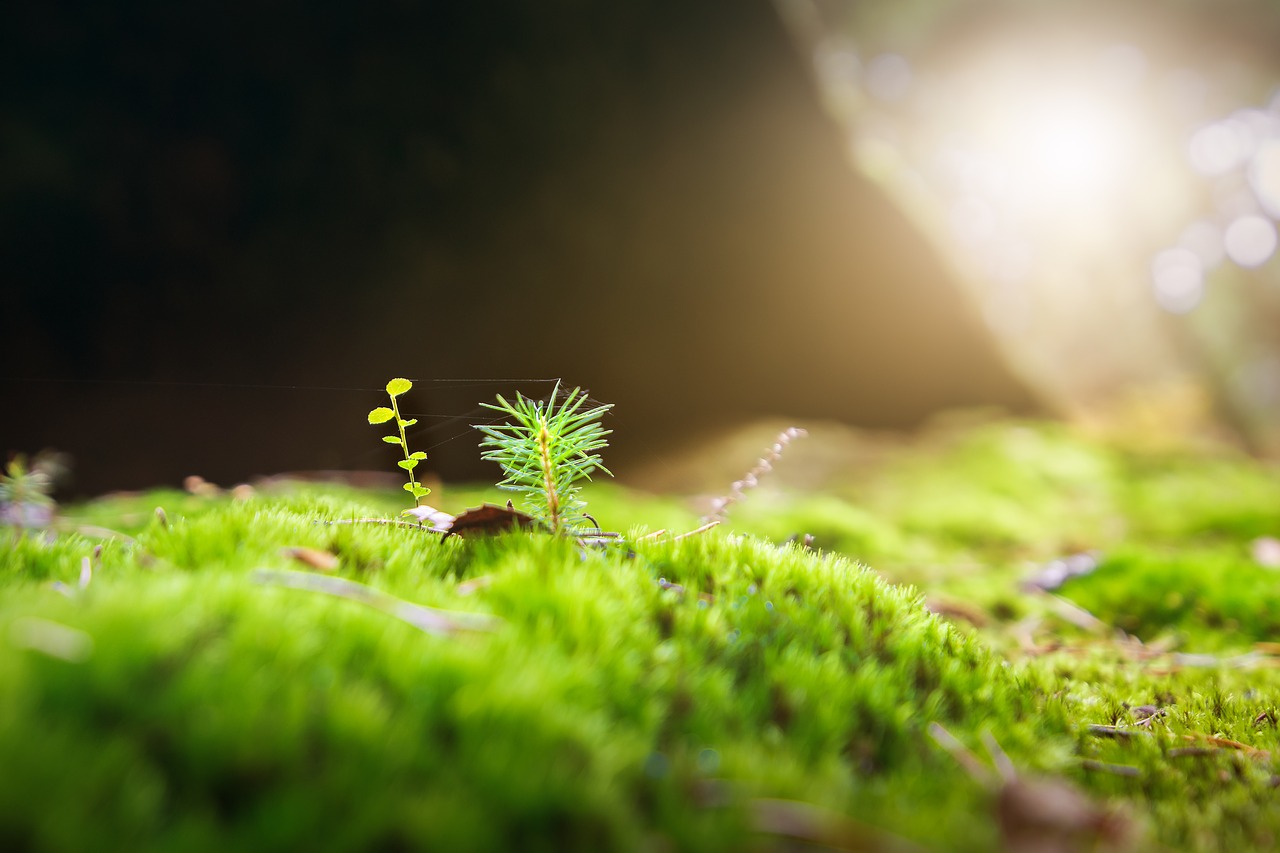 Image - moss forest green nature