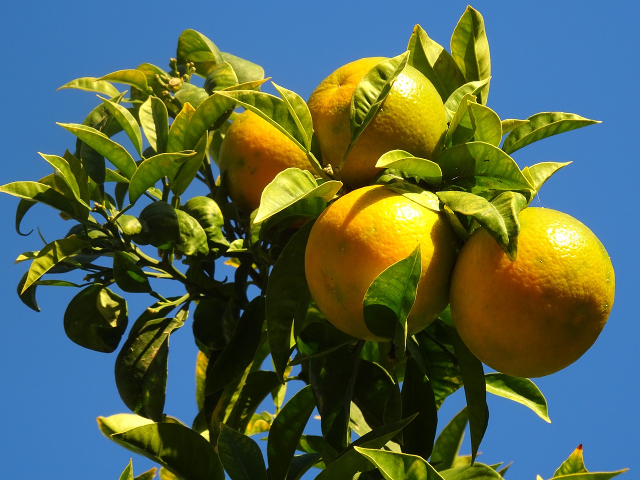 Image - oranges naranjo trees garden