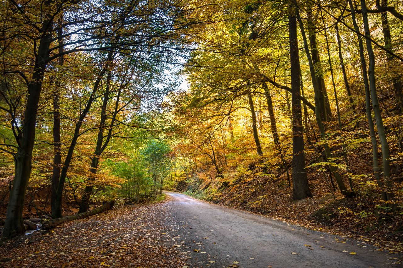 Image - forest fall foliage forest path