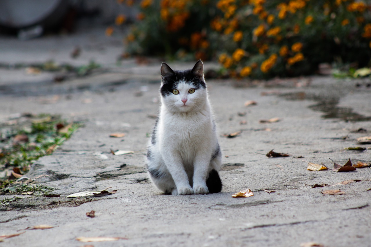 Image - cat white black fluffy cat