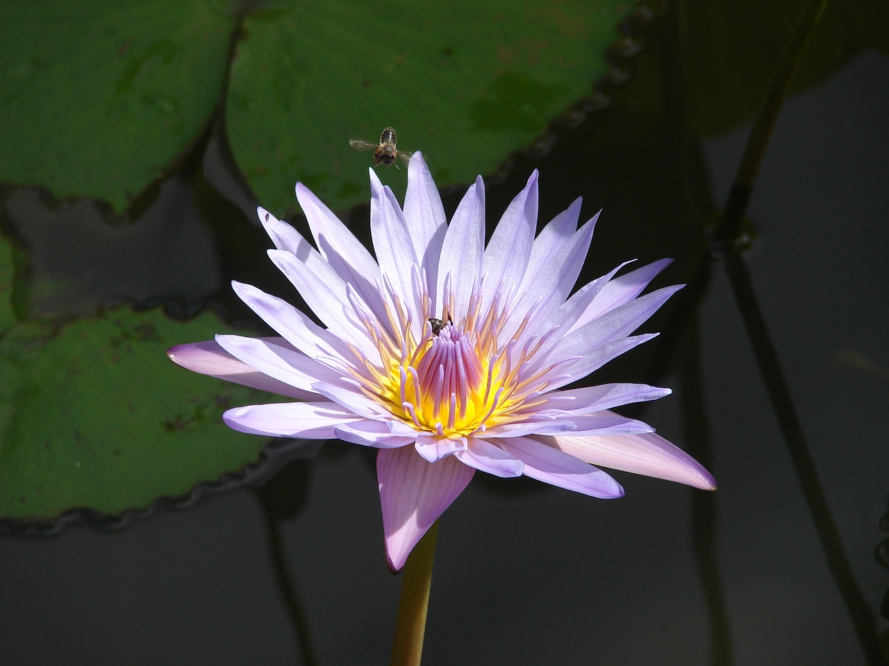 Image - water lily flower bee foraging