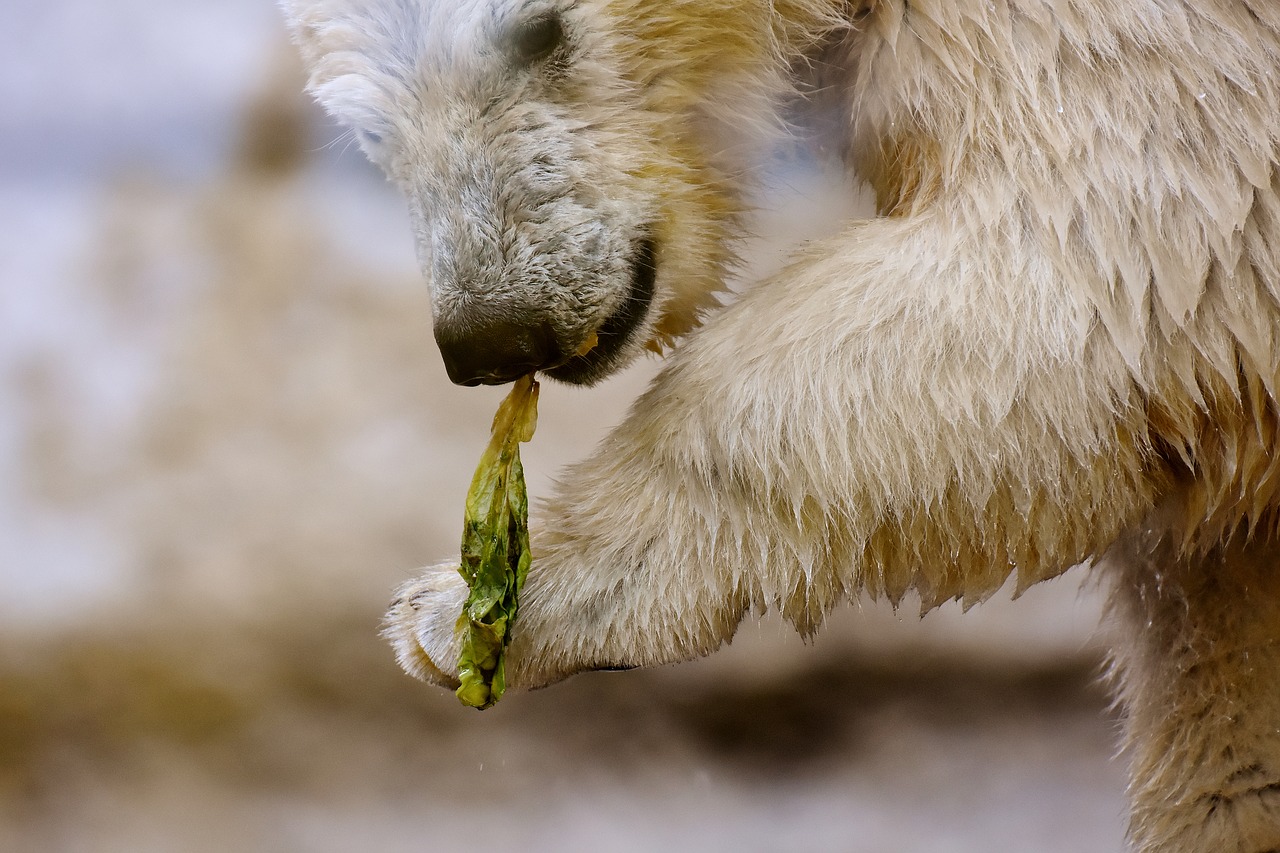 Image - polar bear predator fur beautiful