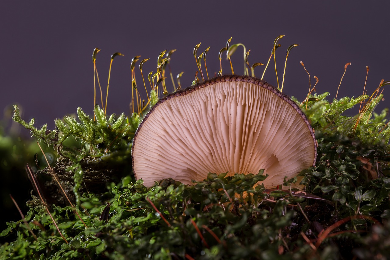 Image - mushroom agaric forest mushroom