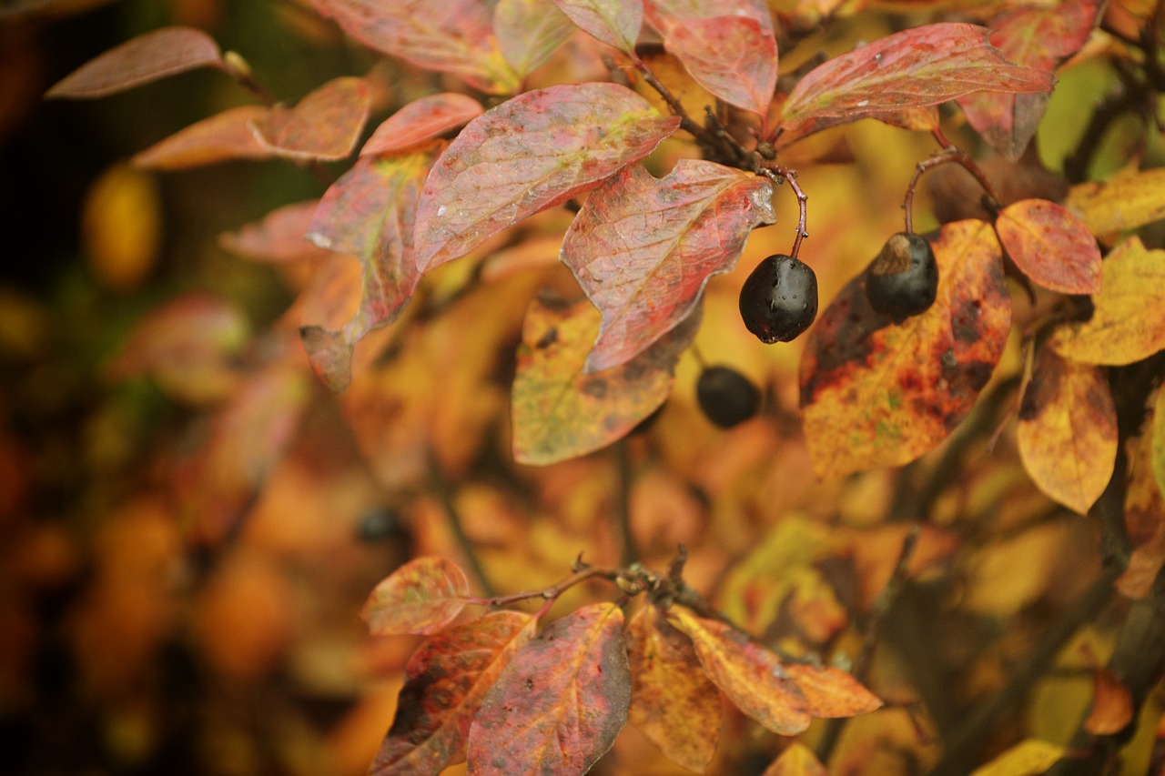 Image - autumn berry nature fruit barberry