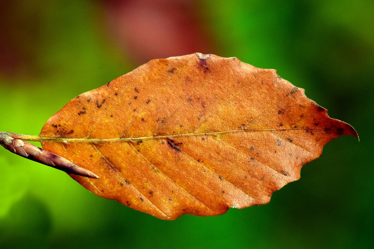 Image - leaf beech beech leaf autumn dry