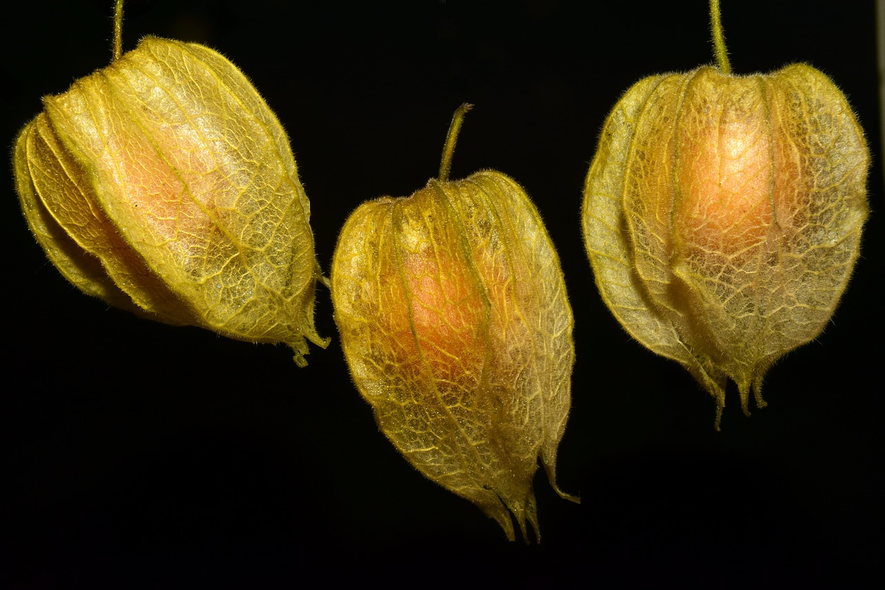 Image - physalis fruit delicious red sweet