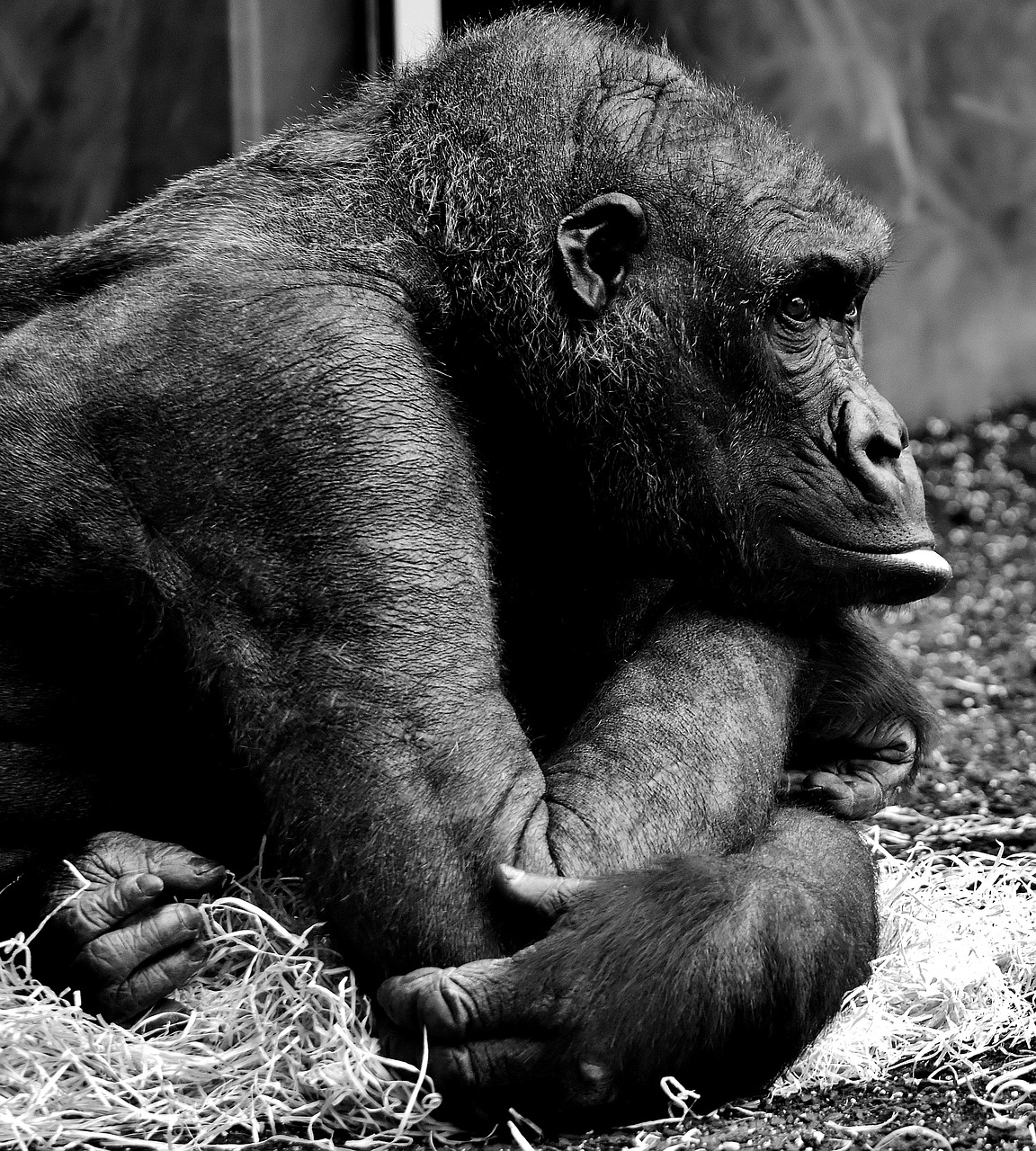 Image - gorilla thoughtful monkey ape