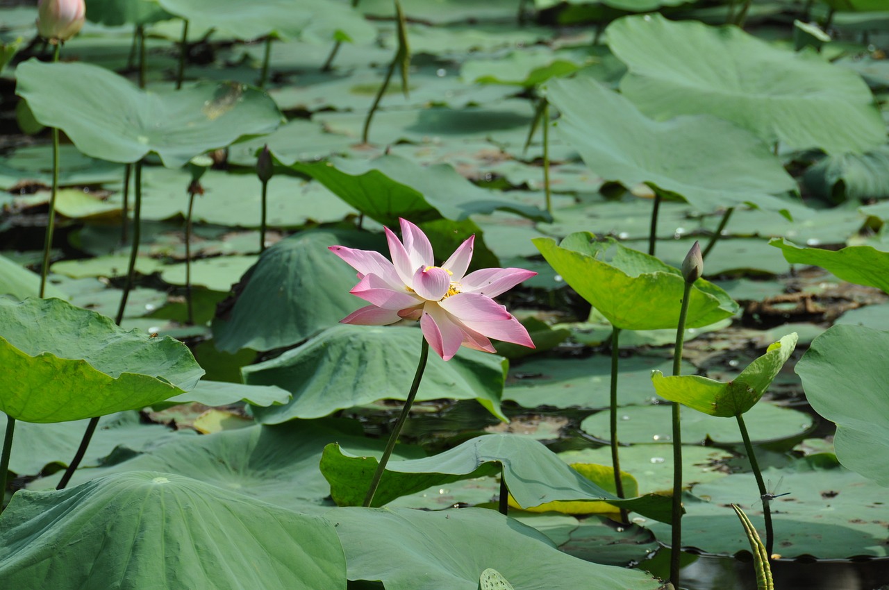 Image - lotus viet nam nature