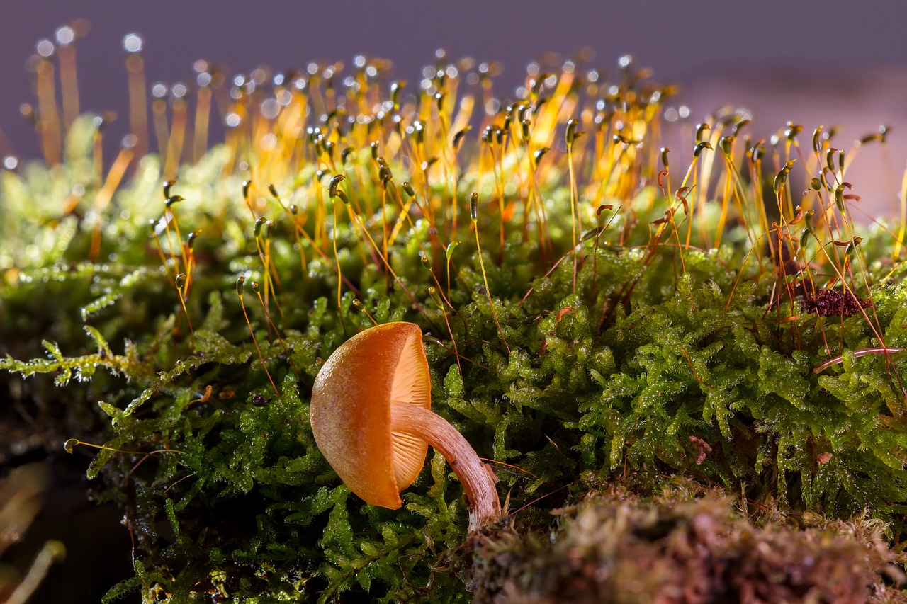 Image - mushroom small mushroom moss sponge