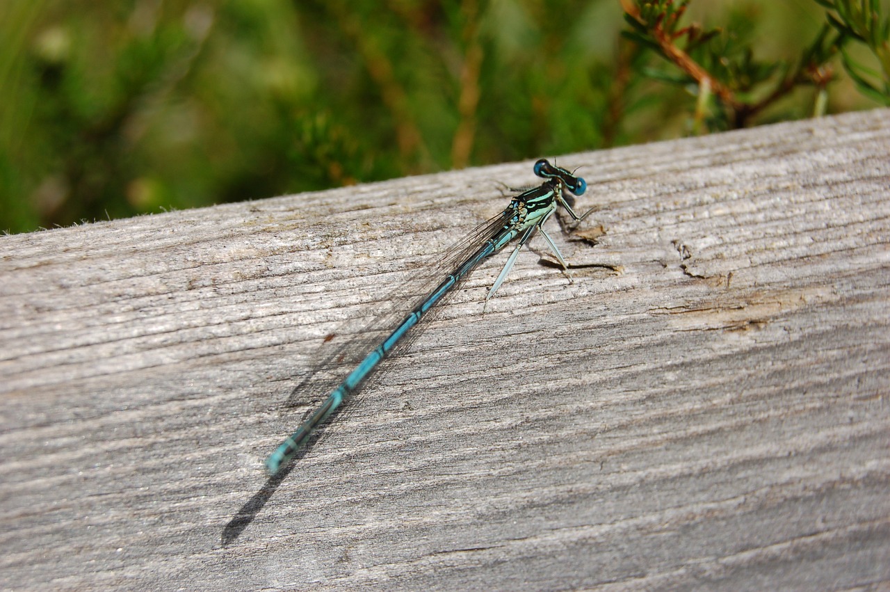 Image - dragonfly nature wood close insect